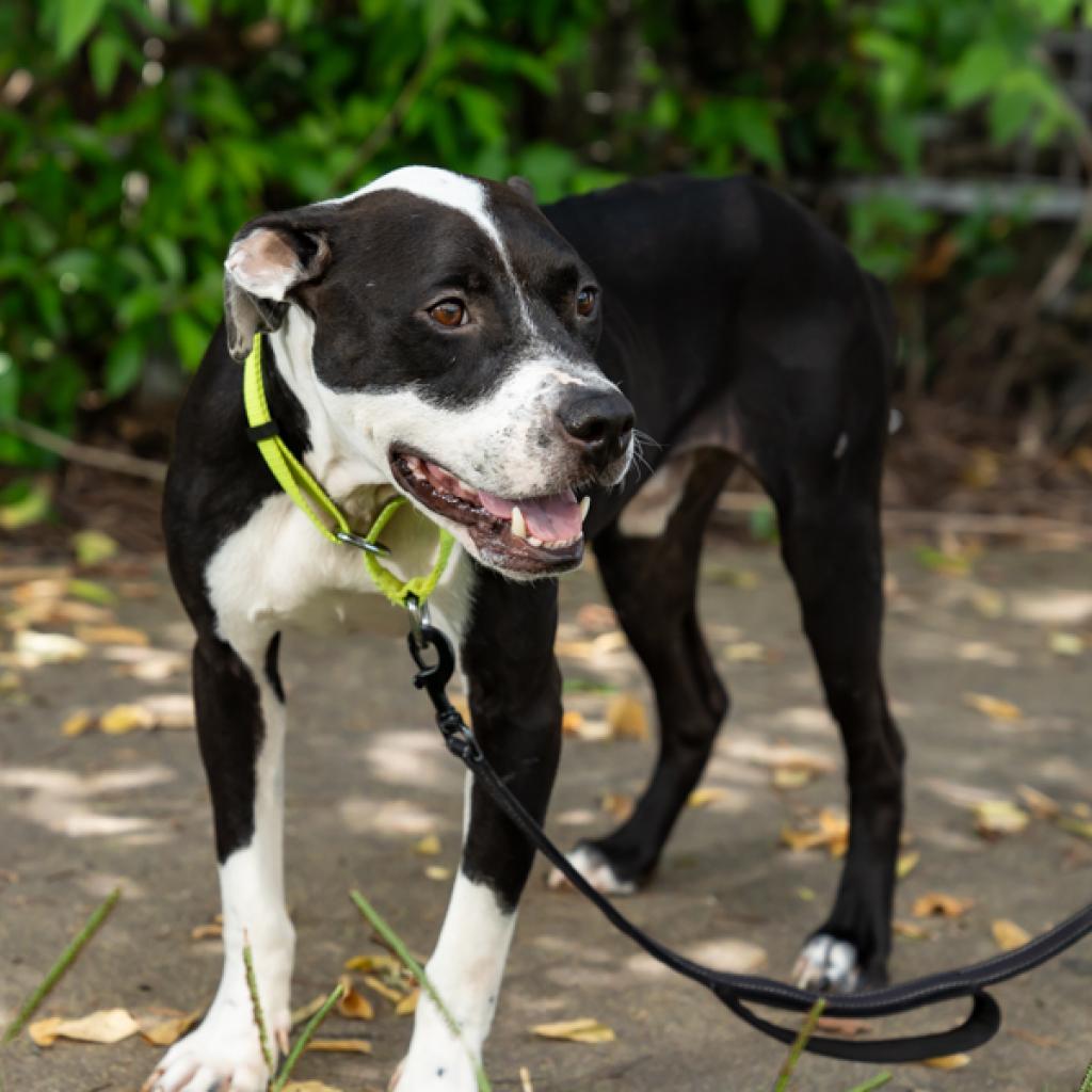 Enlarge Noodle, a Adoptable Mixed Breed in Houston, TX image 3/6