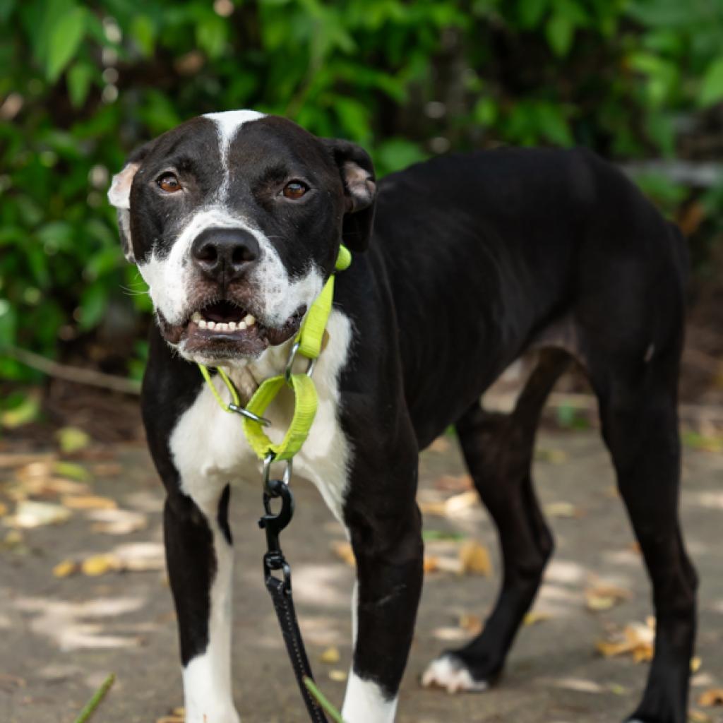 Enlarge Noodle, a Adoptable Mixed Breed in Houston, TX image 4/6