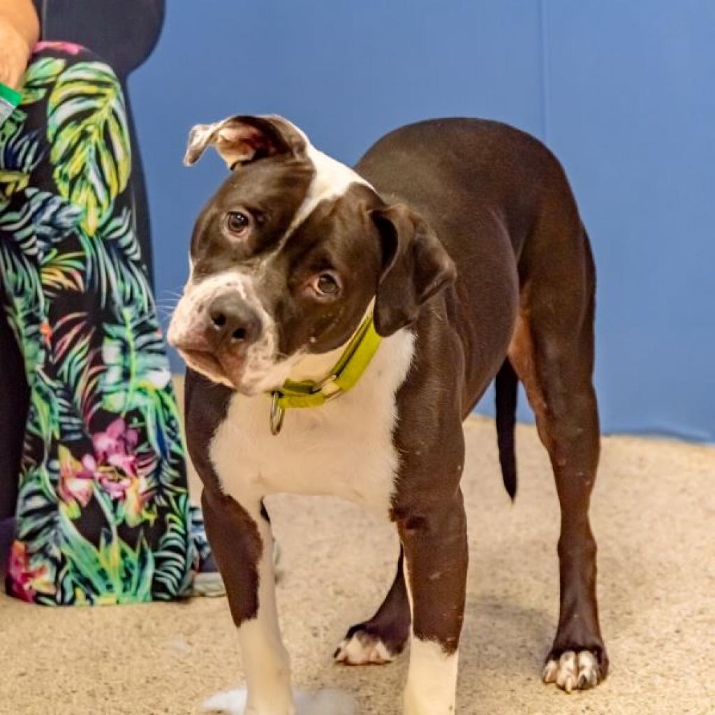 Enlarge Noodle, a Adoptable Mixed Breed in Houston, TX image 5/6