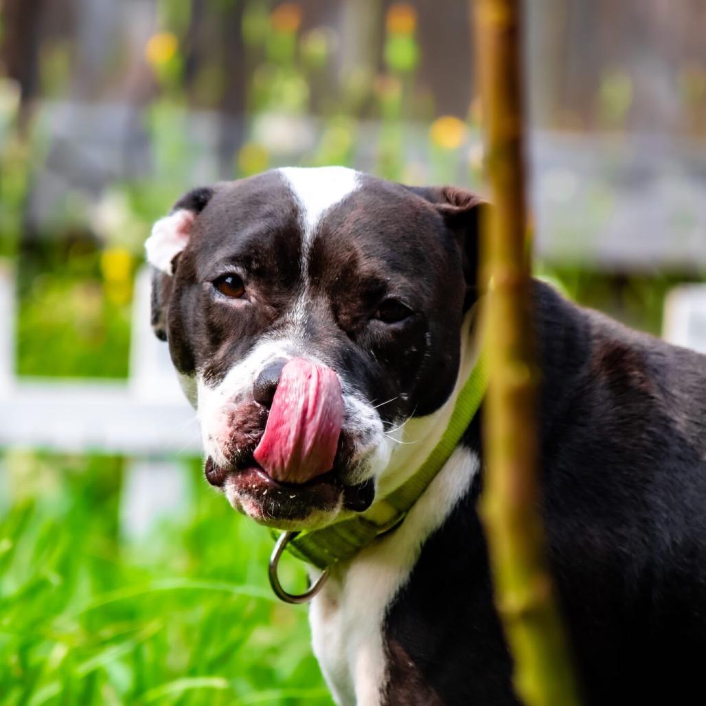 Enlarge Noodle, a Adoptable Mixed Breed in Houston, TX image 3/6