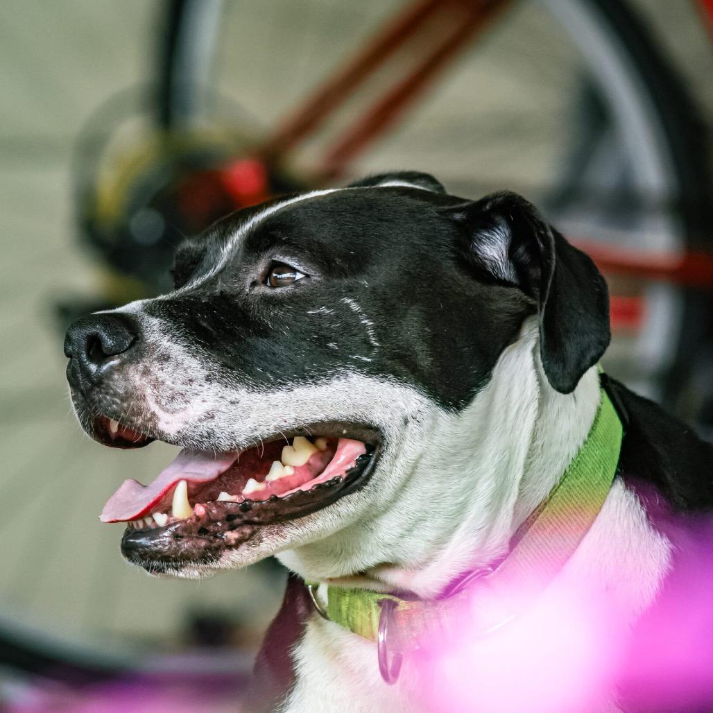 Enlarge Noodle, a Adoptable Mixed Breed in Houston, TX image 4/6