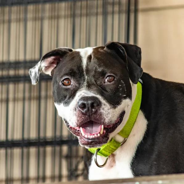 Enlarge Noodle, a Adoptable Mixed Breed in Houston, TX image 5/6