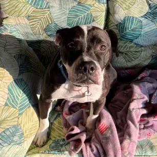Enlarge Noodle, a Adoptable Mixed Breed in Houston, TX image 6/6