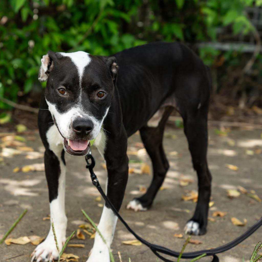 Enlarge Noodle, a Adoptable Mixed Breed in Houston, TX image 6/6