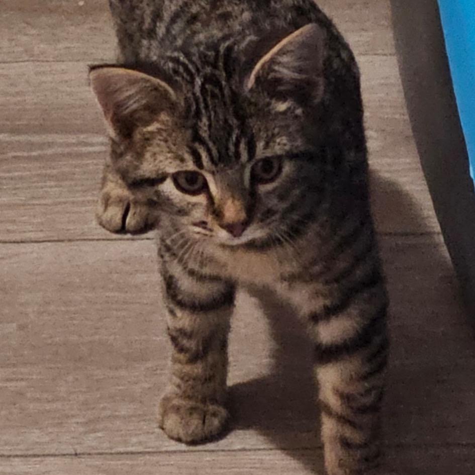 Buckbeak, Adoptable, Kitten Male Domestic Short Hair.