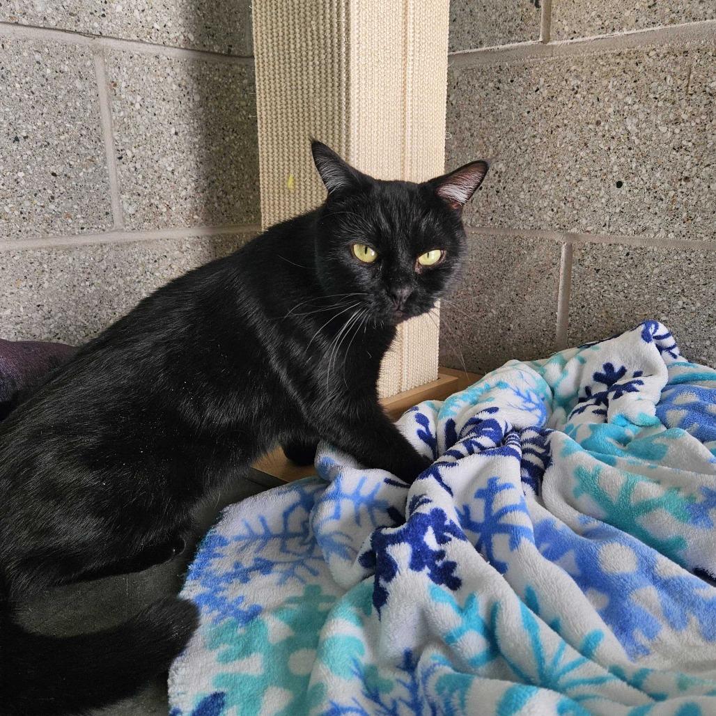 Callie, Adoptable, Adult Female Domestic Short Hair.