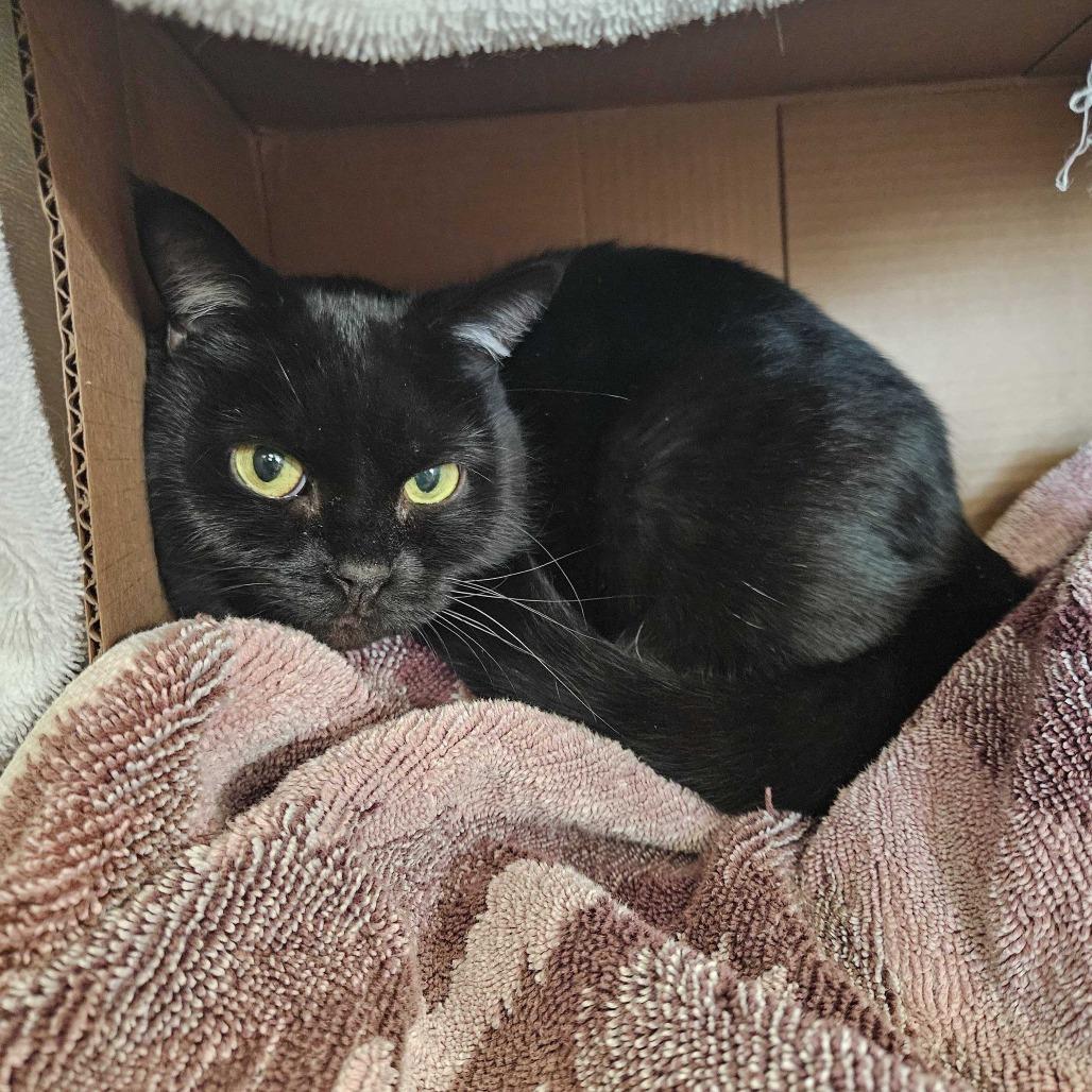 Callie, Adoptable, Adult Female Domestic Short Hair.