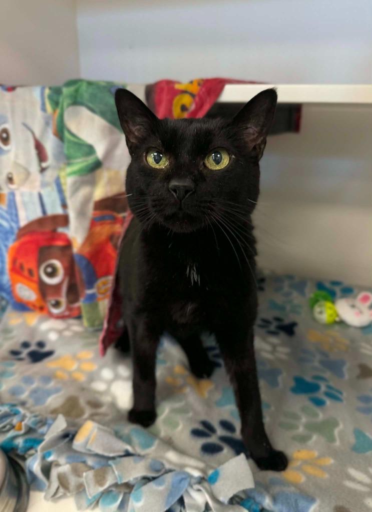 Enlarge Bab, a Adoptable mixed breed in Grand Forks, ND image 1/1