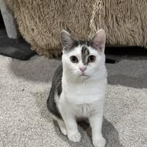 Enlarge Peaches, a ADOPTABLE Domestic Short Hair in North Versailles, PA image 1/1