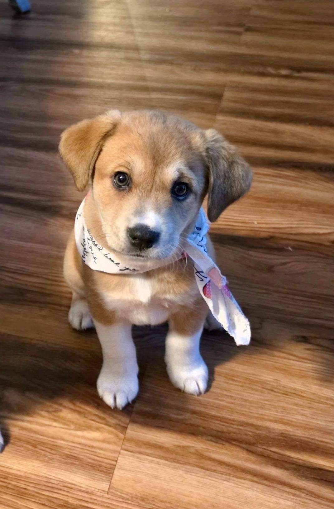 HOLLY, adopted, Puppy Female Mixed Breed.