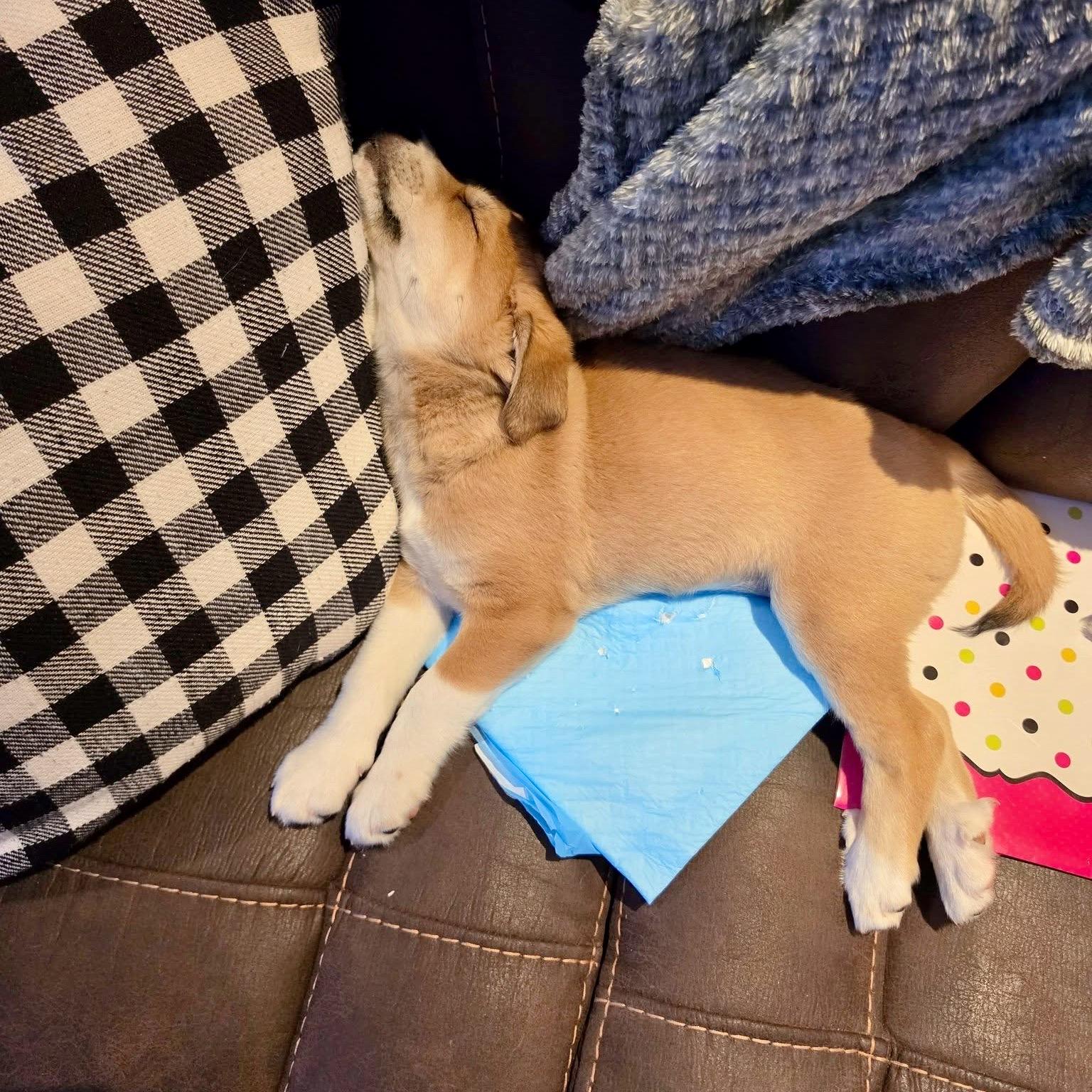 Enlarge HOLLY, an adopted Mixed Breed in Brazil, IN image 2/2