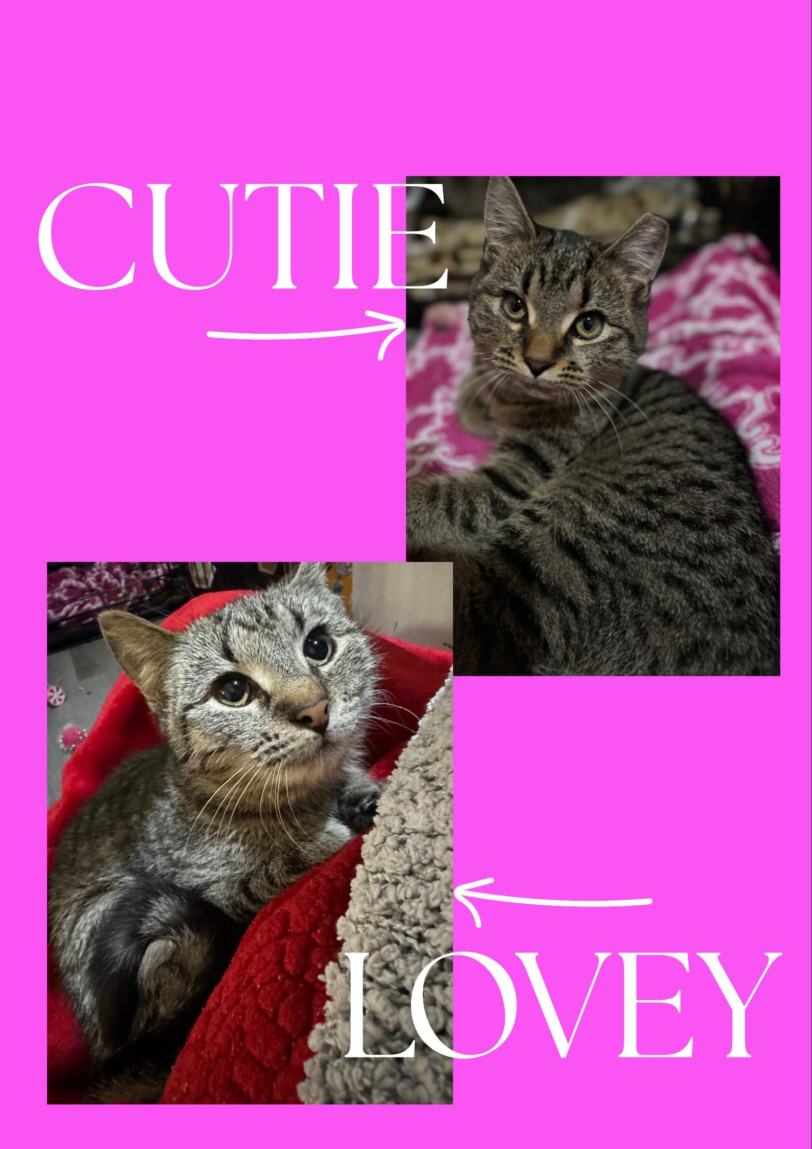 Enlarge *BONDED PAIR* Cutie & Lovey, a ADOPTABLE Domestic Short Hair in Mount Juliet, TN image 5/5