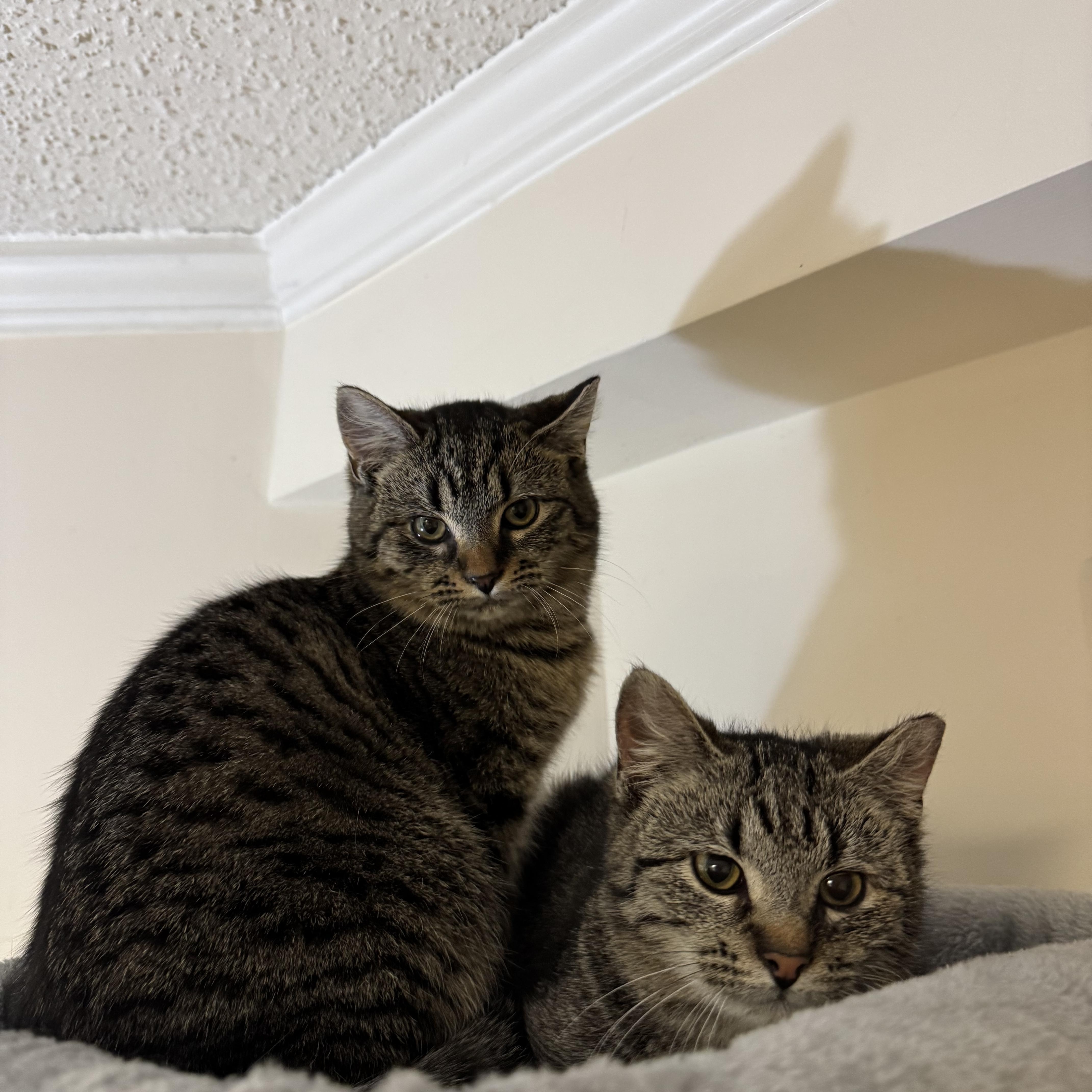 *BONDED PAIR* Cutie & Lovey, ADOPTABLE, Young Female Domestic Short Hair.