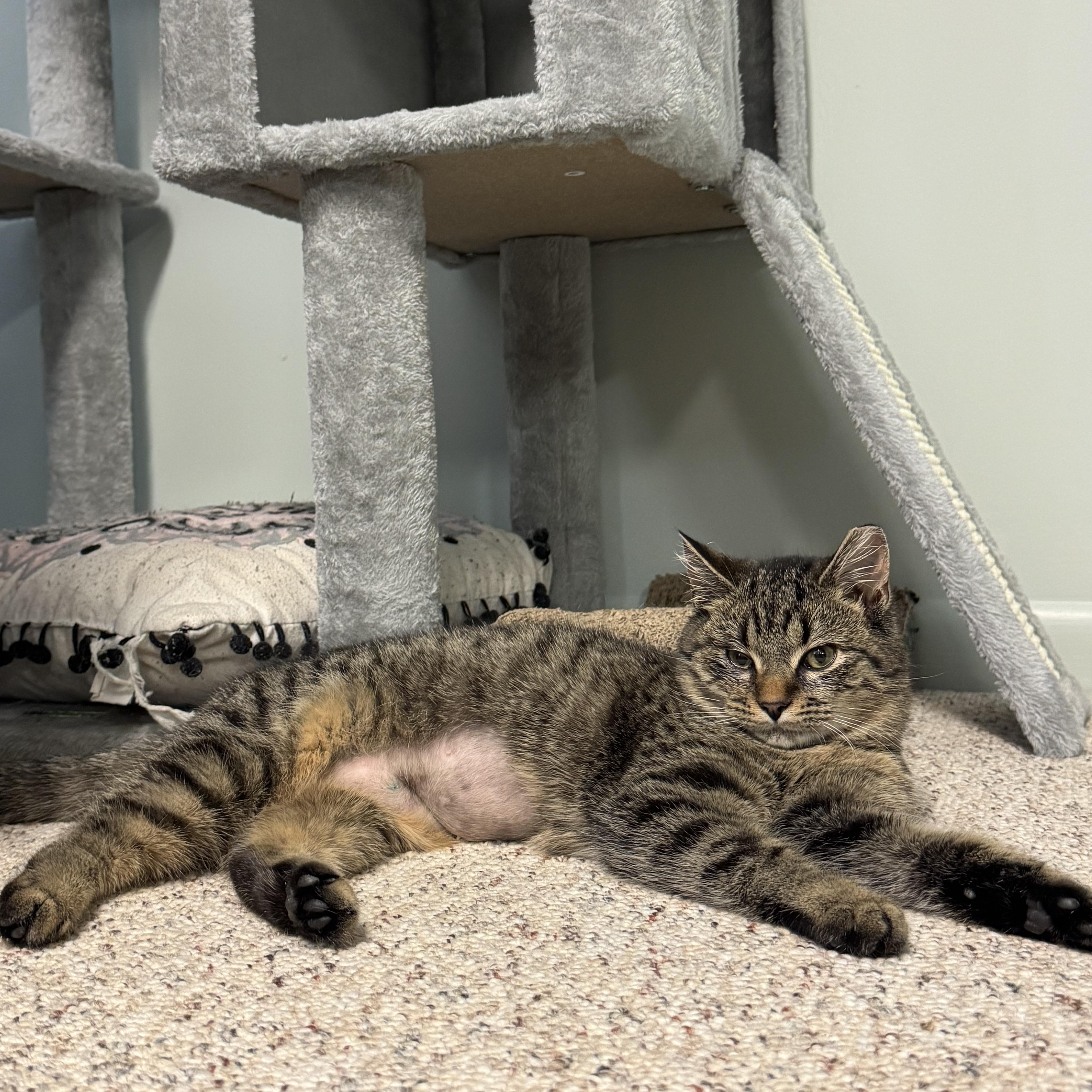 Enlarge *BONDED PAIR* Cutie & Lovey, a ADOPTABLE Domestic Short Hair in Mount Juliet, TN image 3/5