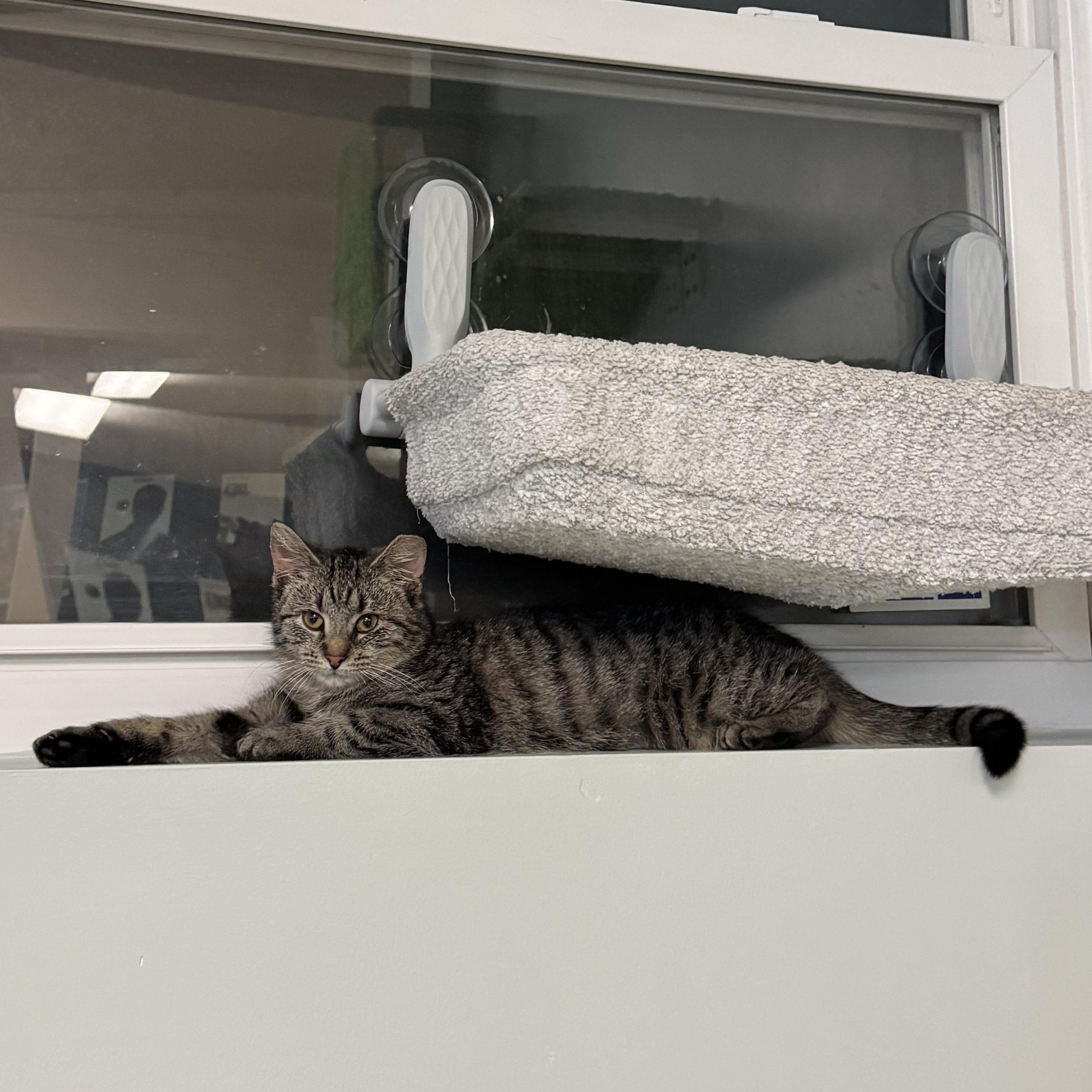 Enlarge *BONDED PAIR* Cutie & Lovey, a ADOPTABLE Domestic Short Hair in Mount Juliet, TN image 4/5