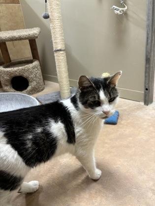 Sarge — thumbnail 2