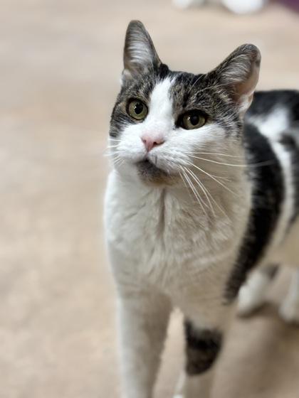 Sarge — thumbnail 3