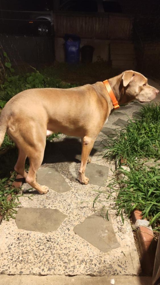 Johnny, Adoptable, Young Male Pit Bull Terrier.