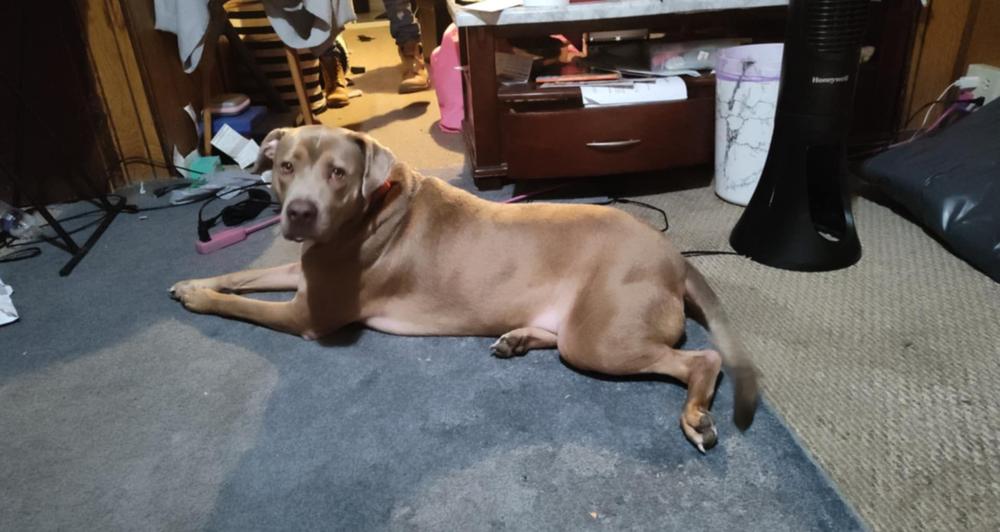 Johnny, a Adoptable mixed breed in Auburn, PA image 2/3