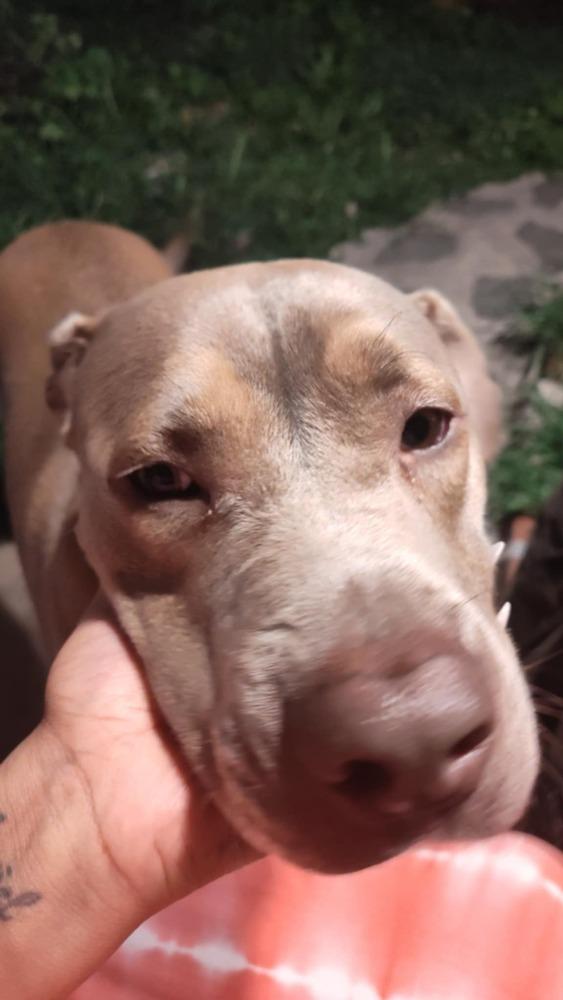 Johnny, a Adoptable mixed breed in Auburn, PA image 3/3