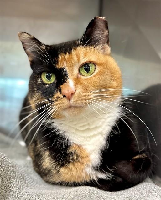 GYPSY, Adoptable, Adult Female Domestic Short Hair.