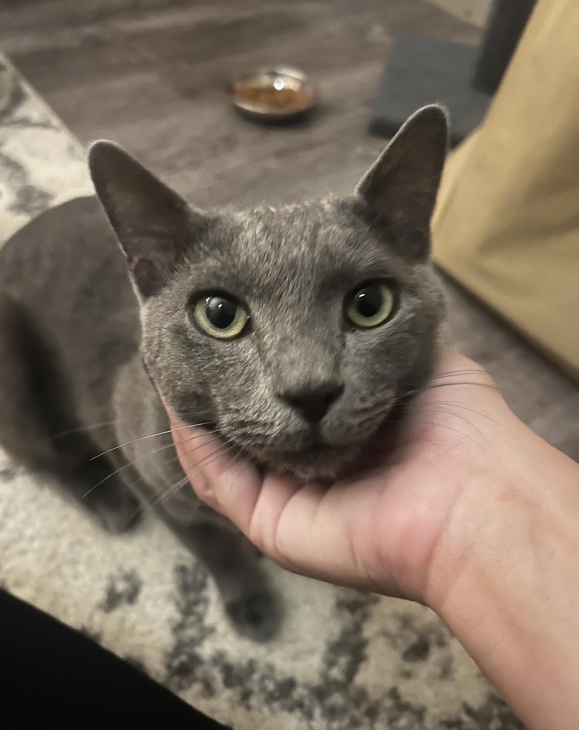 Smokey, Adoptable, Adult Male Domestic Short Hair.