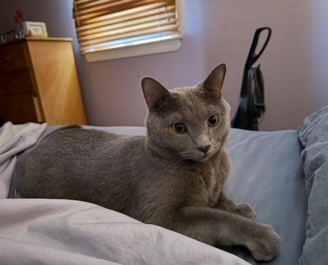 Enlarge Smokey, a Adoptable Domestic Short Hair in North Haledon, NJ image 3/6