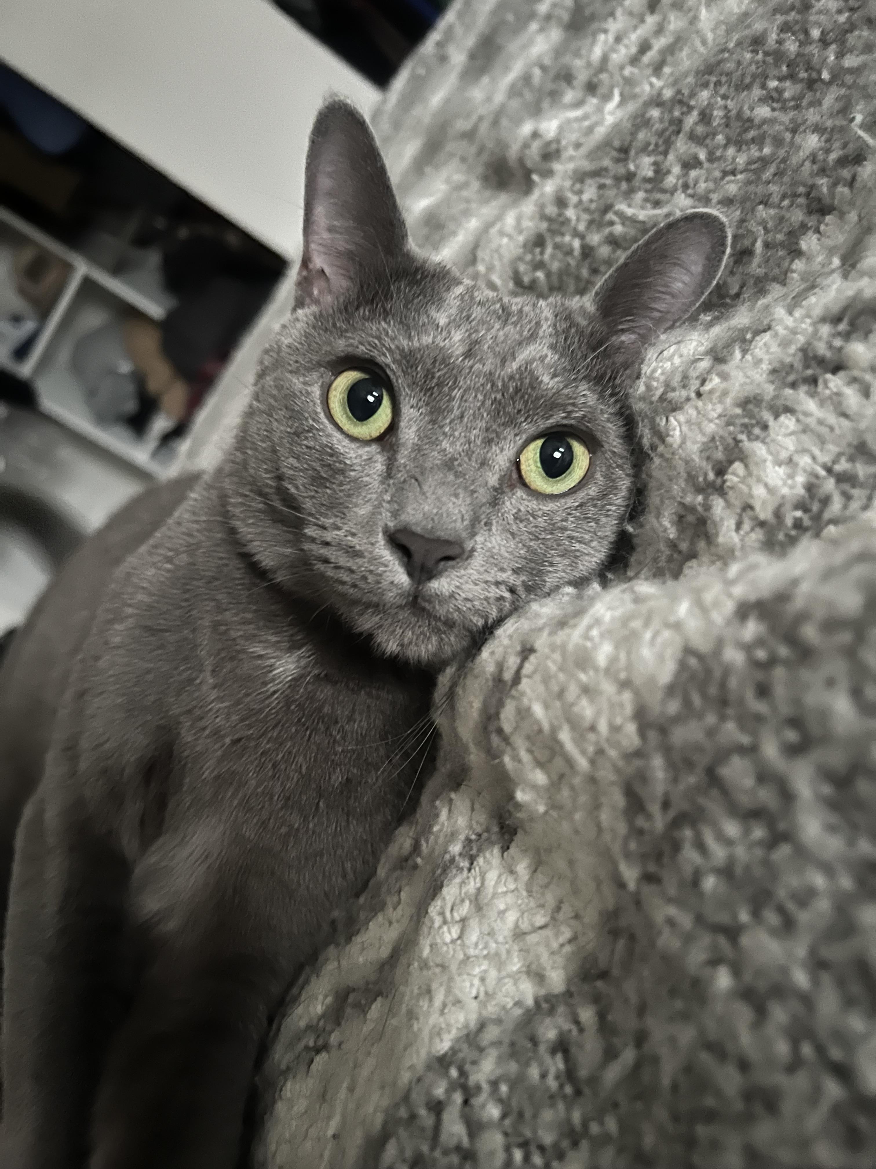 Enlarge Smokey, a Adoptable Domestic Short Hair in North Haledon, NJ image 4/6