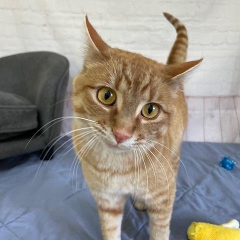 Aslan, Adult Male unknown
