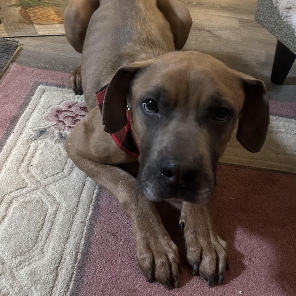 Atkin, Adoptable, Adult Male Mastiff & Cane Corso.