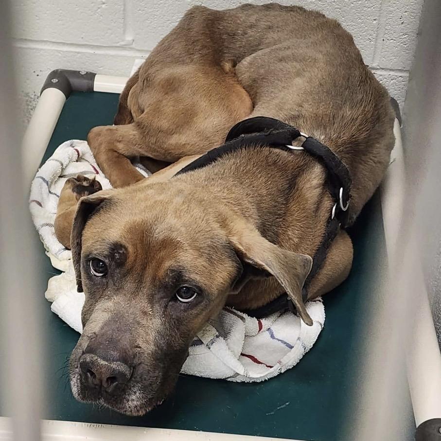 Enlarge Atkin, a Adoptable mixed breed in manchester, PA image 2/6