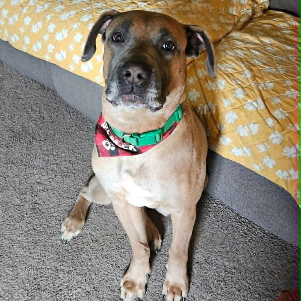 Enlarge Atkin, a Adoptable mixed breed in manchester, PA image 3/6