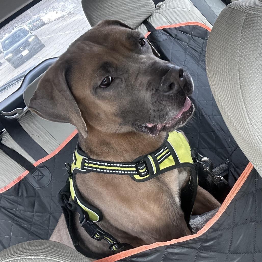 Enlarge Atkin, a Adoptable mixed breed in manchester, PA image 4/6