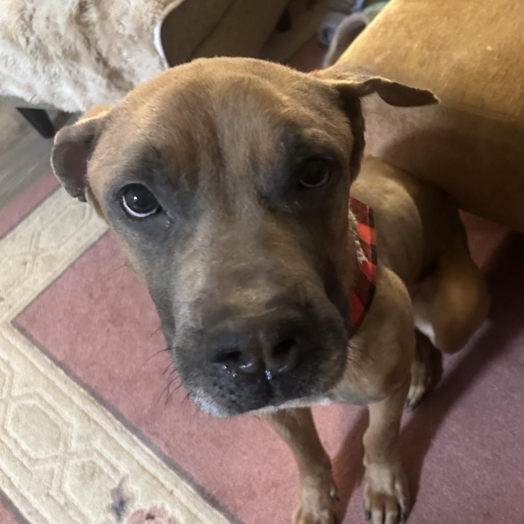 Enlarge Atkin, a Adoptable mixed breed in manchester, PA image 5/6