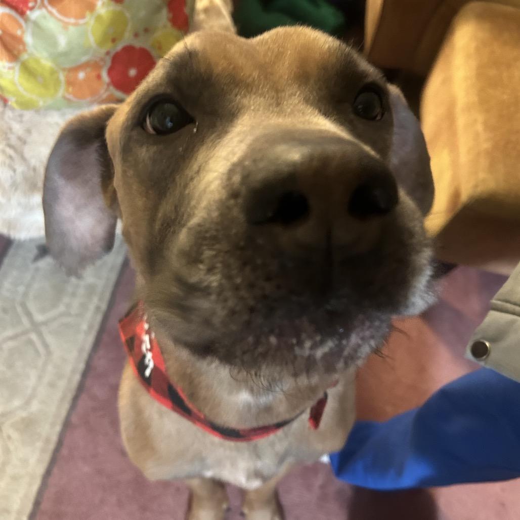 Enlarge Atkin, a Adoptable mixed breed in manchester, PA image 6/6