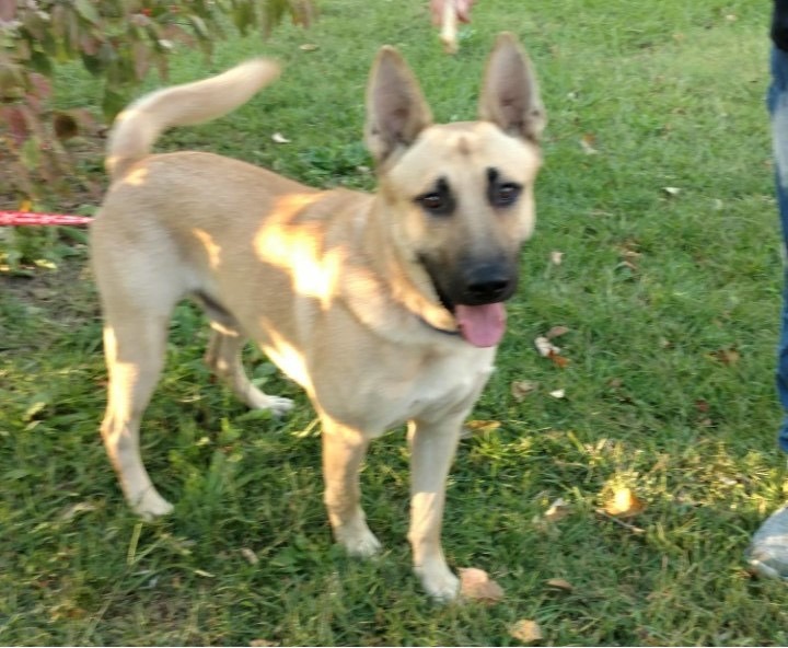 Nash, Adult Male German Shepherd Dog