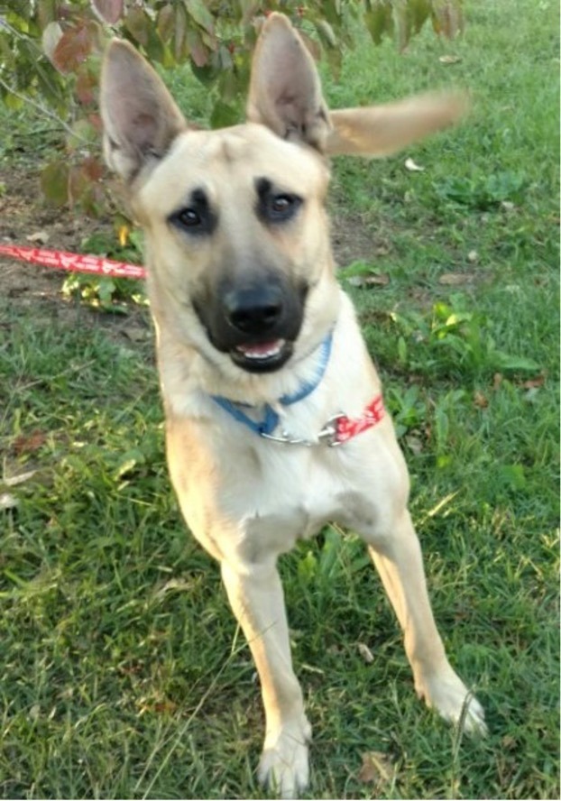 Nash, a Adoptable German Shepherd Dog in Selma, NC image 2/2