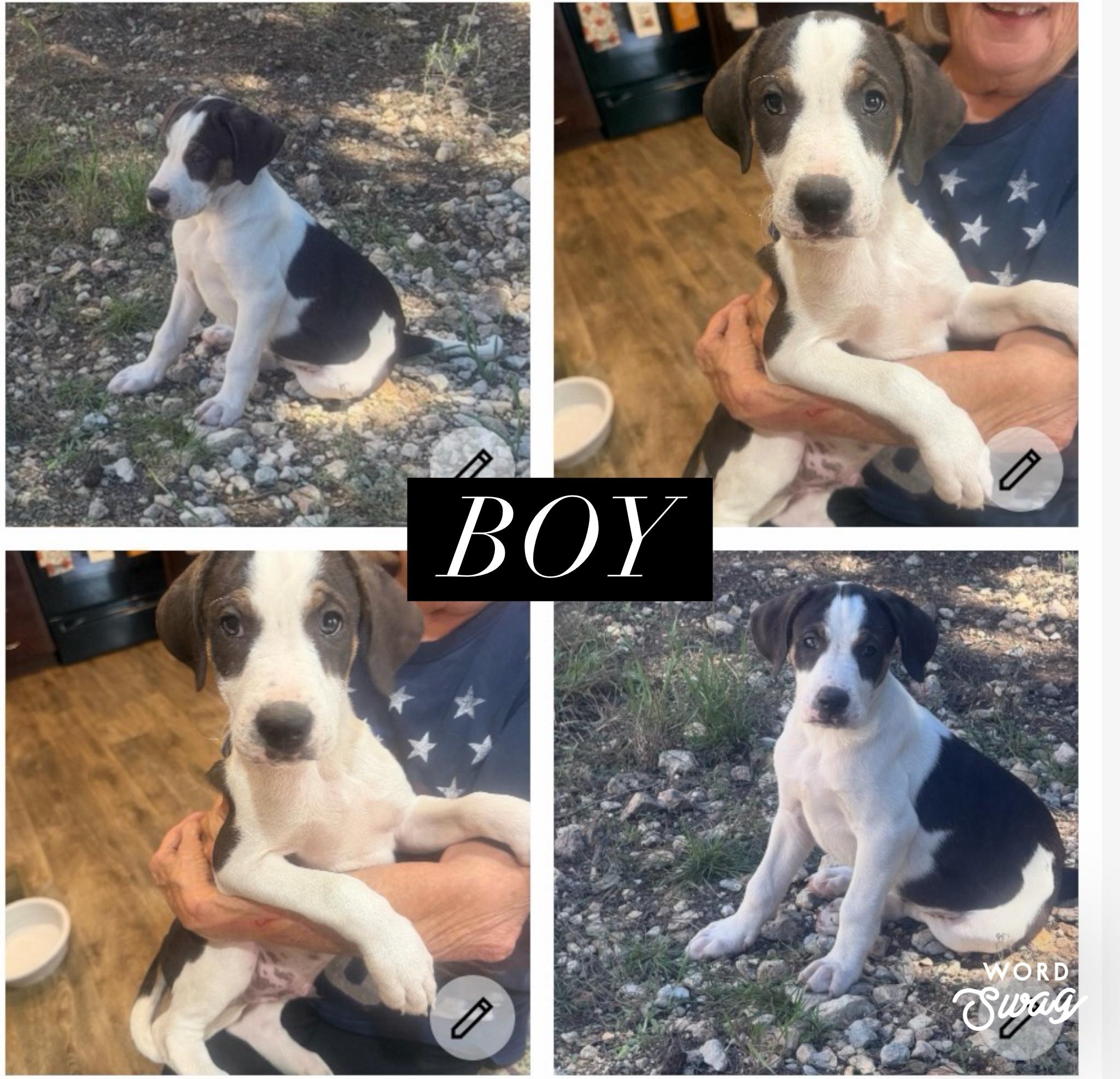 catahoula boy, Adoptable, Puppy Male Catahoula Leopard Dog.