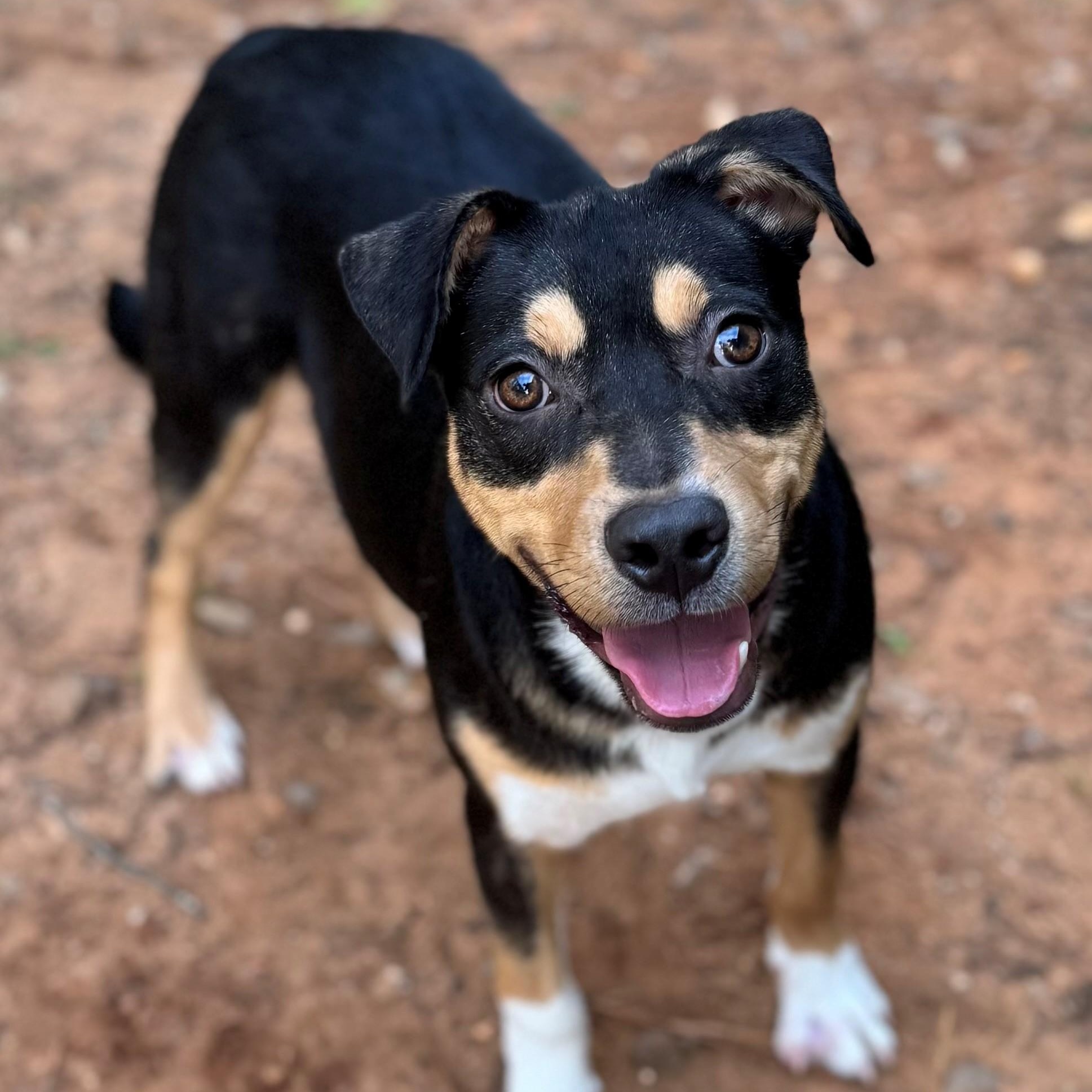 Monte , ADOPTABLE, Young Male Shepherd.