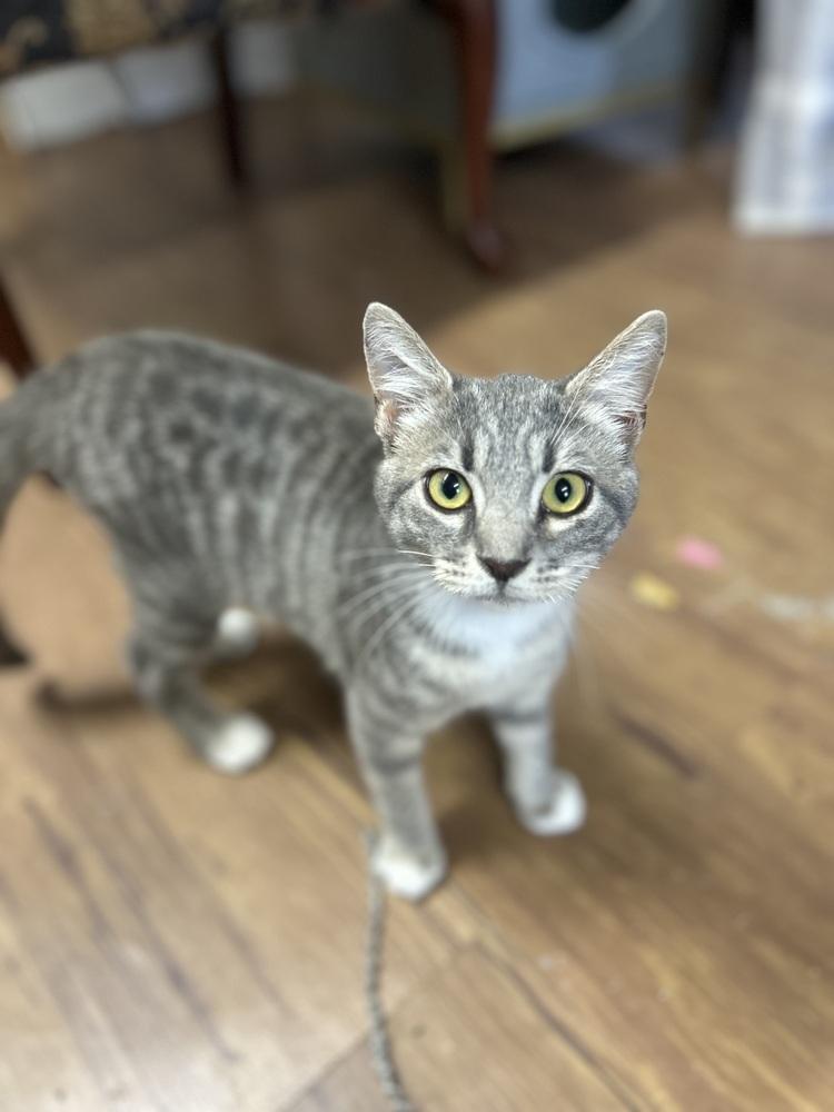 Munchkin, Adoptable, Kitten Male Domestic Short Hair.