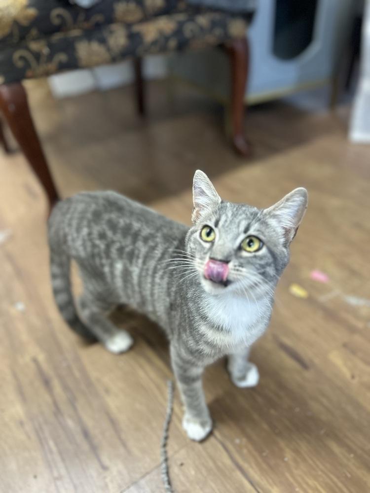 Enlarge Munchkin, a Adoptable Domestic Short Hair in Emerald Isle, NC image 2/2