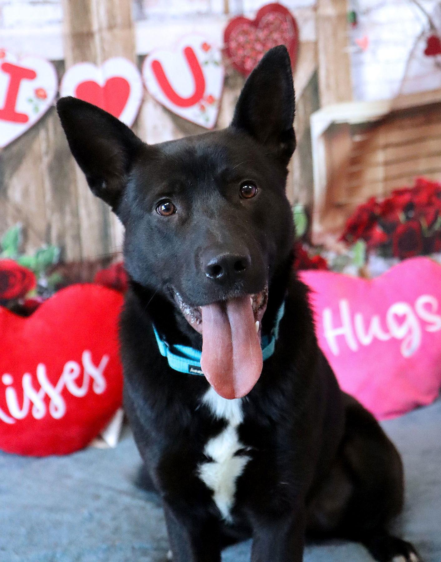 Trejo, Adoptable, Young Male German Shepherd Dog & Labrador Retriever.