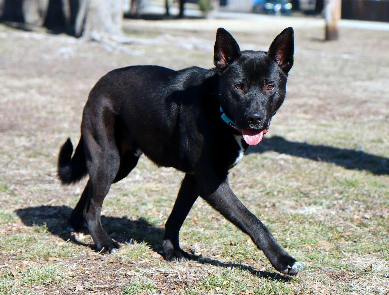 Trejo, a Adoptable mixed breed in Kansas City, MO image 2/3