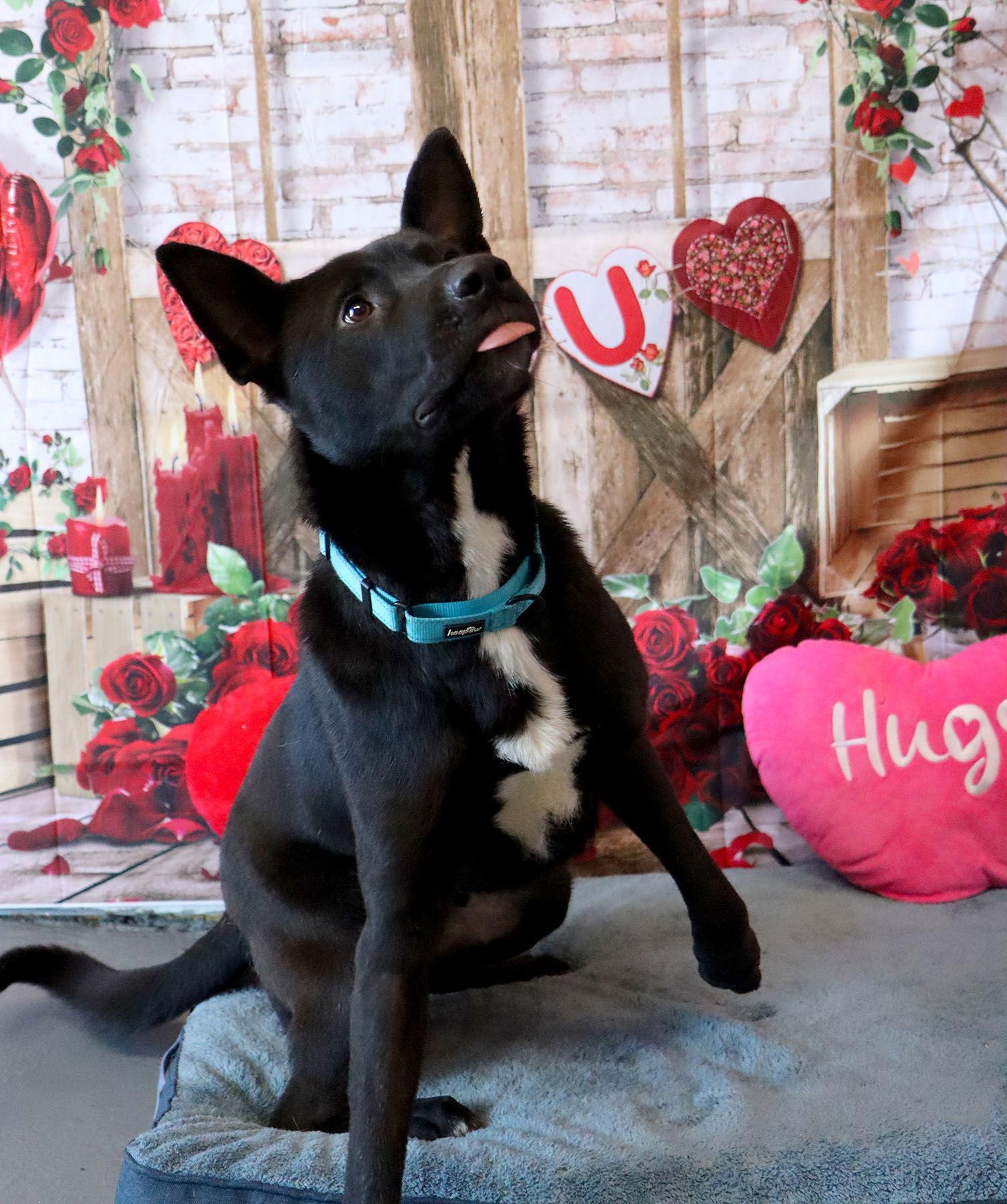 Trejo, a Adoptable mixed breed in Kansas City, MO image 3/3