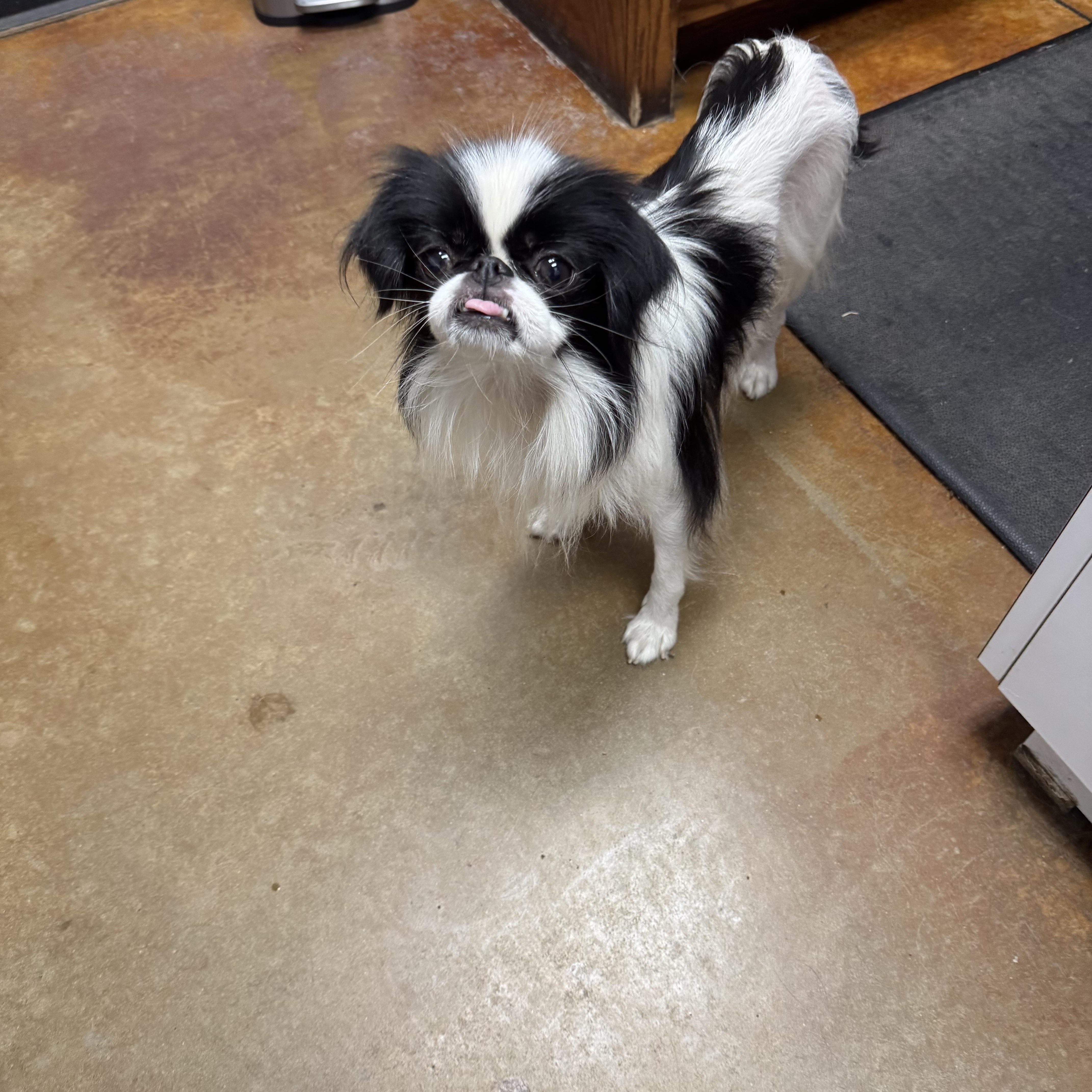 Enlarge Willow, a Adoptable Japanese Chin in Cushing, OK image 3/3