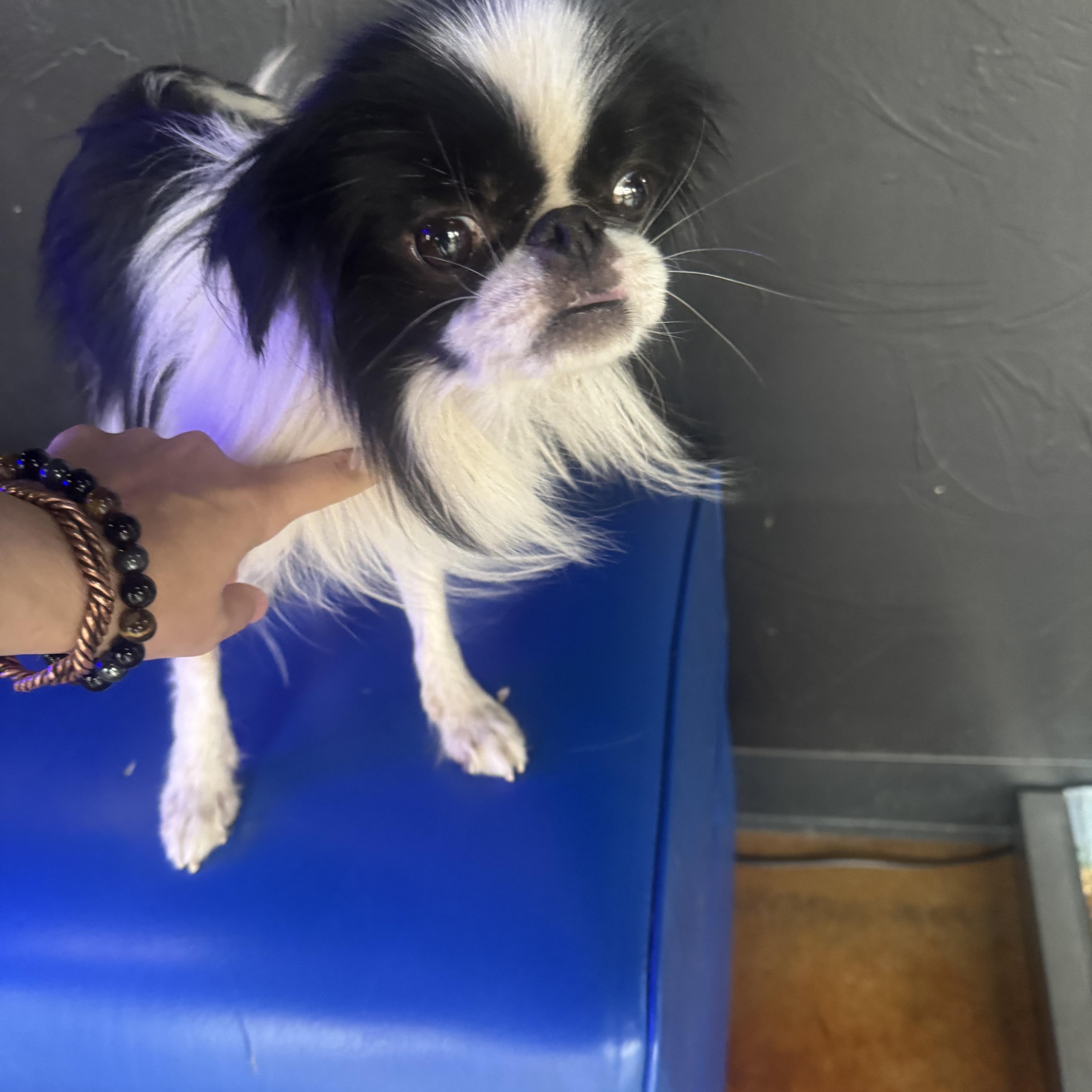 Enlarge Willow, a Adoptable Japanese Chin in Cushing, OK image 1/3