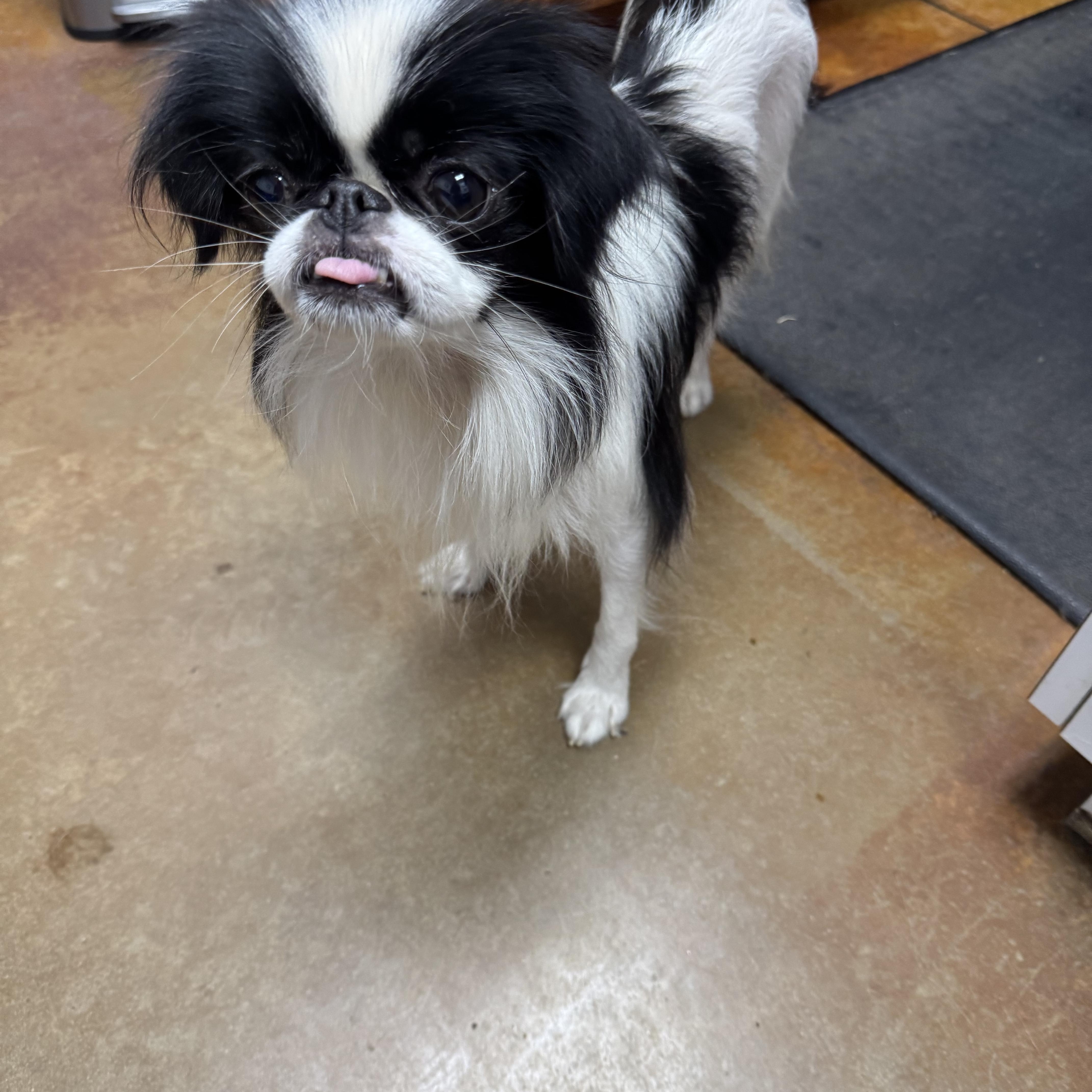 Enlarge Willow, a Adoptable Japanese Chin in Cushing, OK image 2/3