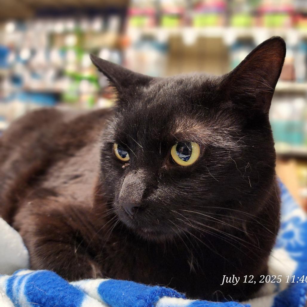 Panther, a Adoptable Domestic Short Hair in Toms Brook, VA image 3/3