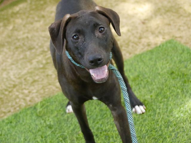 PRINCESS PEPPERDINE, Adoptable, Young Female Goldendoodle & American Staffordshire Terrier.