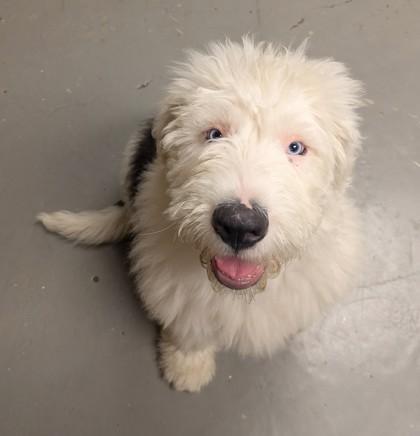 Arthur, adopted, Young Male Old English Sheepdog & Poodle.